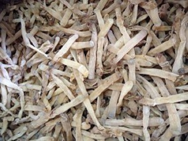 Sá sùng khô